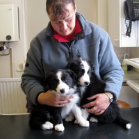 8 weeks old at the vets in the UK